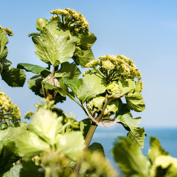 Cliff Top foraging