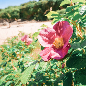 Padstow Gin 'Hawker's Cove' Rose 42% 70cl