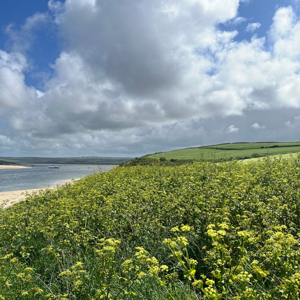 The Padstow Gin Walk